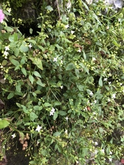 Oldenlandia microtheca