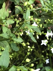 Oldenlandia microtheca