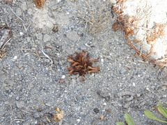 Aphyllon californicum