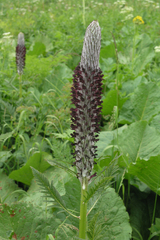 Pedicularis atropurpurea