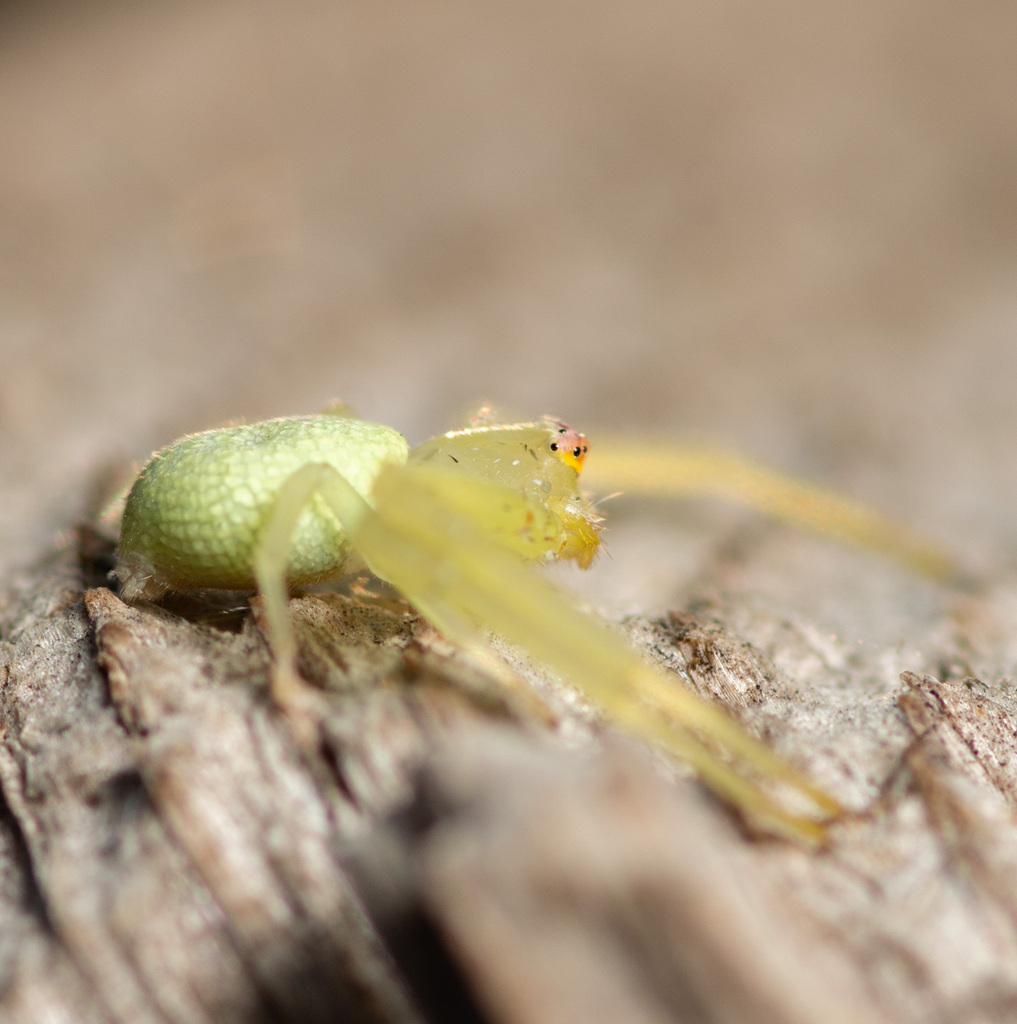 Misumessus lappi