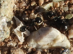 Veromessor pergandei