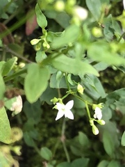 Oldenlandia microtheca