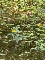 Ludwigia peploides stipulacea