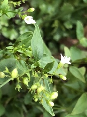 Oldenlandia microtheca