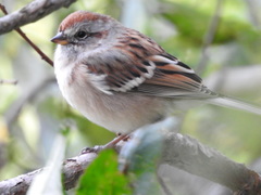 Spizelloides arborea