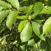 Quercus serrata - Photo (c) yshimada,  זכויות יוצרים חלקיות (CC BY-NC)