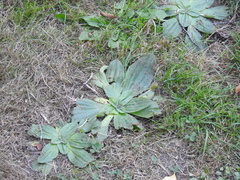 Plantago subnuda