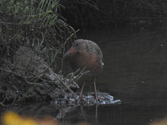 Rallus obsoletus