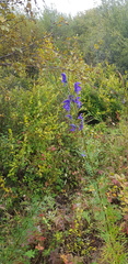Aconitum baicalense