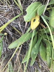 Xerochrysum subundulatum