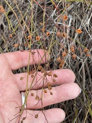 Crocanthemum scoparium