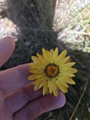 Xerochrysum subundulatum