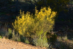 Acacia euthycarpa euthycarpa