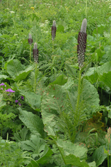 Pedicularis atropurpurea