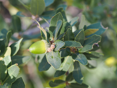 Quercus grisea