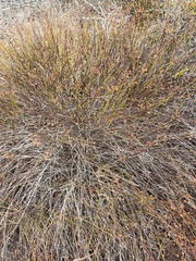 Crocanthemum scoparium