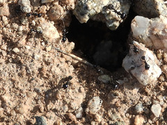 Veromessor pergandei