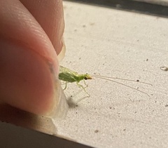 Chrysoperla rufilabris