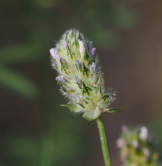 Dalea polygonoides