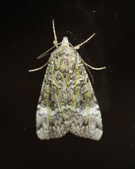 Anaplectoides prasina
