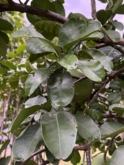 Citrus maxima