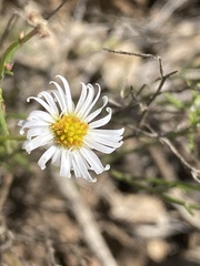 Brachyscome ciliaris