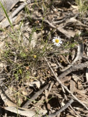 Brachyscome ciliaris