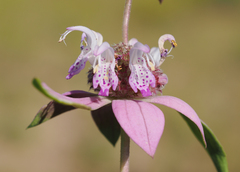 Monarda humilis