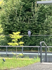 Corvus macrorhynchos japonensis