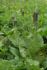 Pedicularis atropurpurea