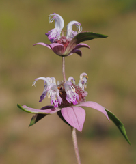 Monarda humilis
