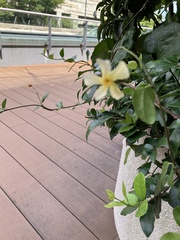 Trachelospermum asiaticum