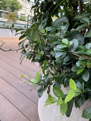 Trachelospermum asiaticum