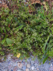 Cyclospermum leptophyllum
