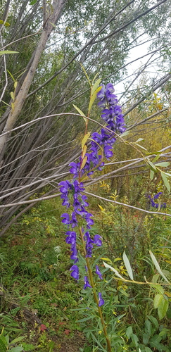 Aconitum glandulosum, photograph 5