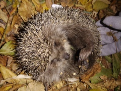 Erinaceus roumanicus