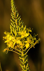 Oenothera rhombipetala