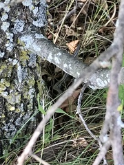 Plestiodon septentrionalis