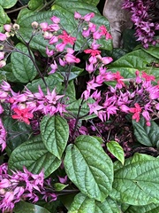 Clerodendrum