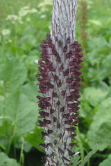 Pedicularis atropurpurea