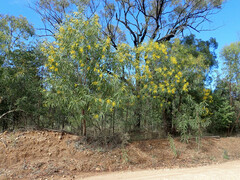 Acacia crassa