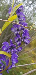 Aconitum baicalense