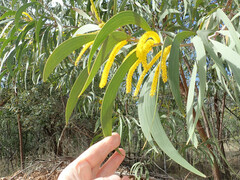 Acacia crassa