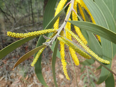 Acacia crassa
