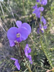 Swainsona procumbens