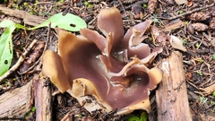 Sarcosphaera coronaria