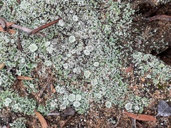 Cladonia chlorophaea