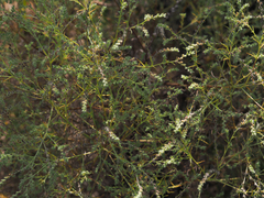 Lappula occidentalis