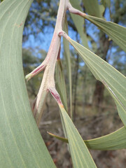 Acacia crassa